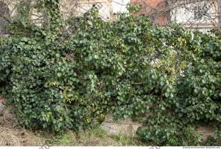 Photo Textures of Nature